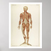 Anatomie Posterior Poster (Vorne)