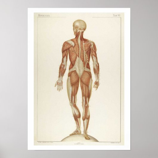 Anatomie Posterior Poster (Vorne)