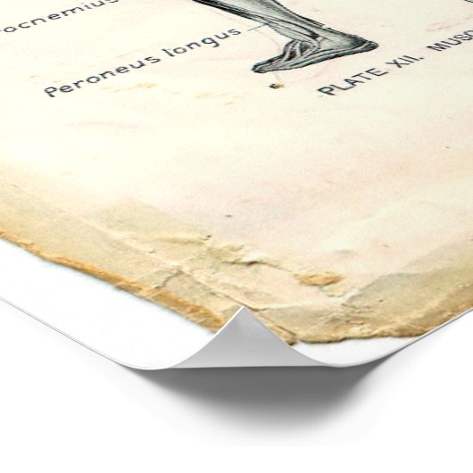 Anatomie Posterior Poster (Ecke)