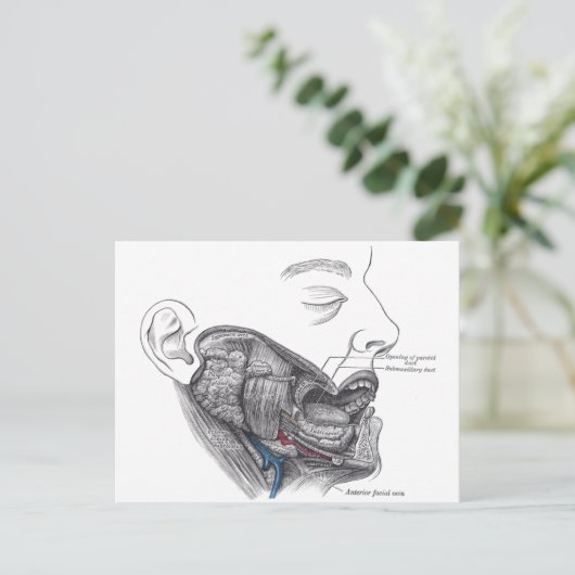 Anatomie Postkarte (Stehend Vorderseite)