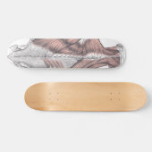 Anatomie Skateboard (Horizontal)