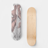 Anatomie Skateboard (Vorderseite)