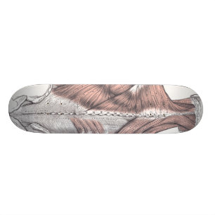 Anatomie Skateboard