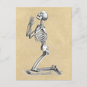 Anatomie Skeleton Illustration Postkarte