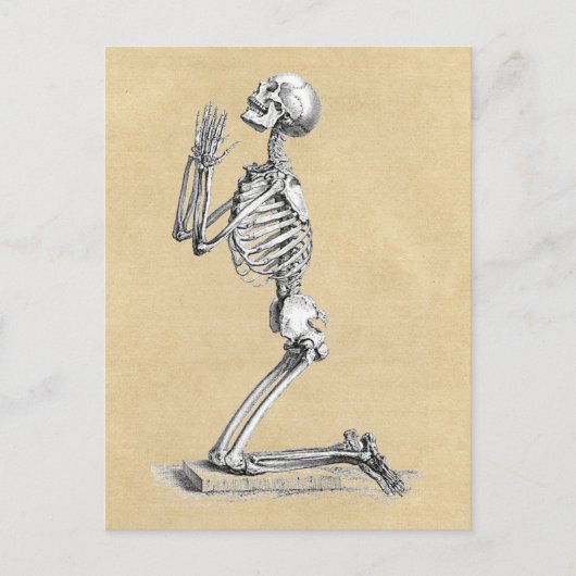 Anatomie Skeleton Illustration Postkarte (Vorderseite)