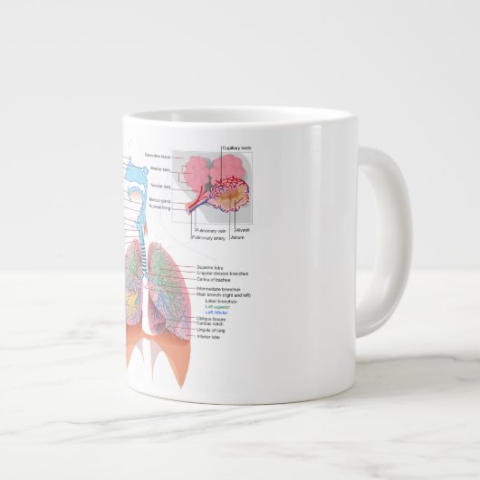 Anatomie Tasse Atmung (Vorderseite Rechts)