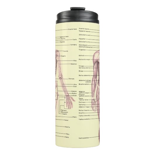 Anatomie Thermosbecher (Vorderseite)