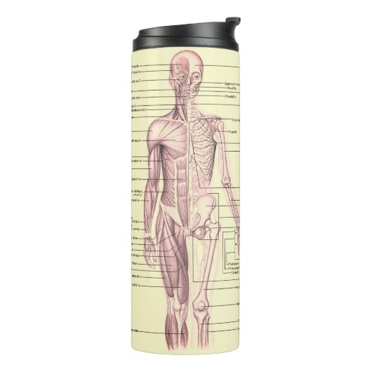 Anatomie Thermosbecher (Nach links gedreht)