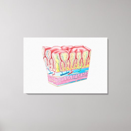 Anatomie und Schichten der Magenwand Leinwanddruck (Vorderseite)