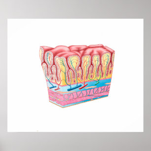 Anatomie und Schichten der Magenwand Poster