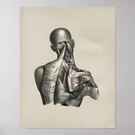 Anatomie Vintag Poster (Vorne)