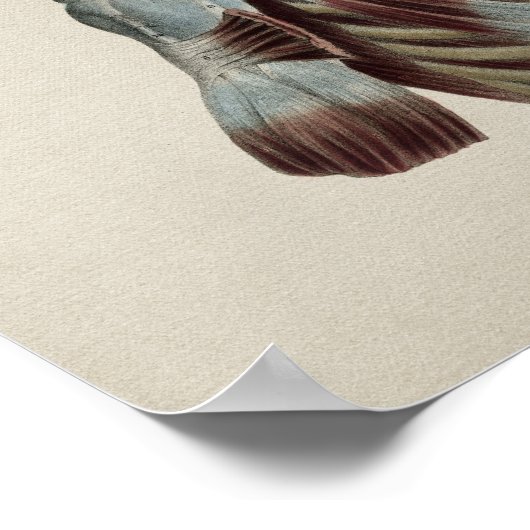 Anatomie Vintag Poster (Ecke)