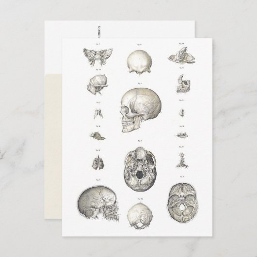 Anatomie Vintager Schädel und Knochen Postkarte (Vorne/Hinten)