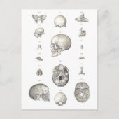 Anatomie Vintager Schädel und Knochen Postkarte (Vorderseite)