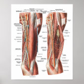 Anatomie von Arm und Ellenbogen Poster (Vorne)