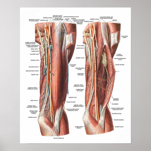 Anatomie von Arm und Ellenbogen Poster (Vorne)