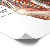 Anatomie von Arm und Ellenbogen Poster (Ecke)