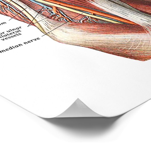 Anatomie von Arm und Ellenbogen Poster (Ecke)