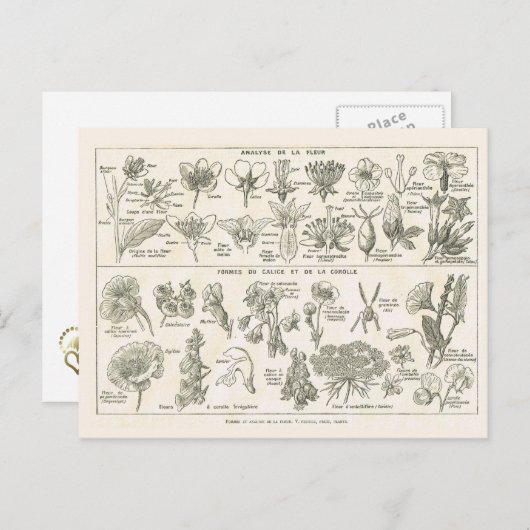 Anatomie von Blume Postkarte (Vorne/Hinten)