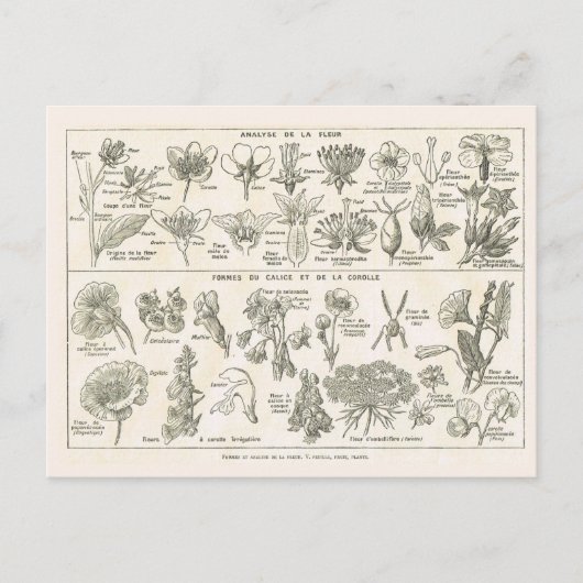 Anatomie von Blume Postkarte (Vorderseite)