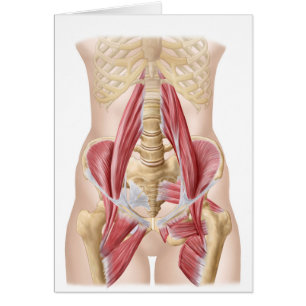 Anatomie von Iliopsoa, die Angesagten Rückenmuskel