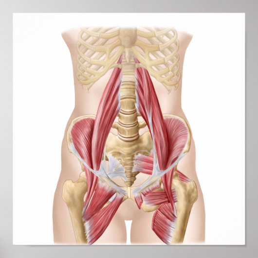 Anatomie von Iliopsoa, die Angesagten Rückenmuskel Poster (Vorne)