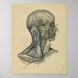 Anatomie von Kopf und Hals des Menschen, Vintage-D Poster