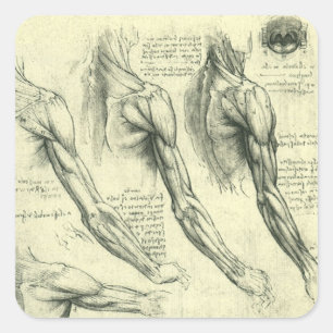 Anatomie von Leonardo da Vincis Arm und Schulter Quadratischer Aufkleber