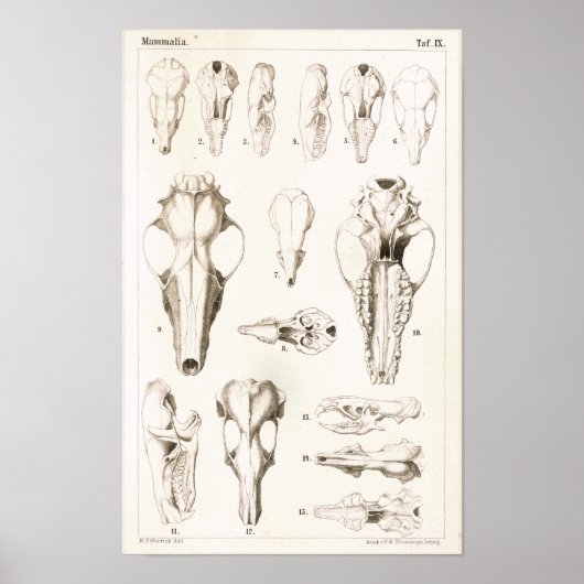 Anatomie von Mole and Shrew Skulls Poster (Vorne)