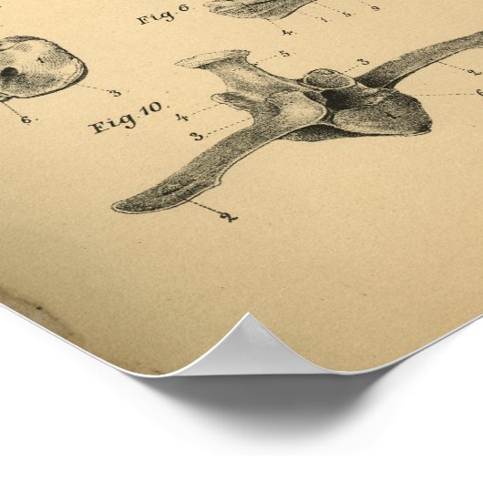 Anatomie von Pferdekopf und Wirbelsäule 1908 Vinta Poster (Ecke)