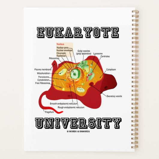 Anatomie von Zellen an der Universität Eukaryote Planer (Rückseite)