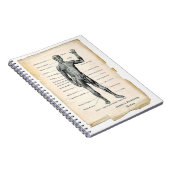 Anatomie vorhergehend notizblock (Rechte Seite)