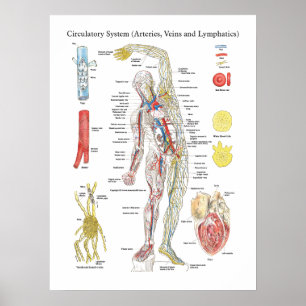 Anatomie-zirkulierende Diagramm-Arterien-Adern Poster
