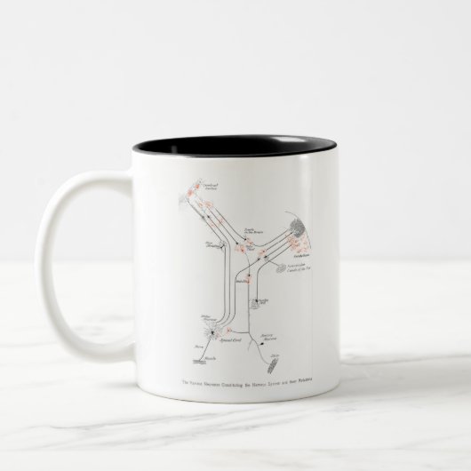 Anatomie Zweifarbige Tasse (Links)