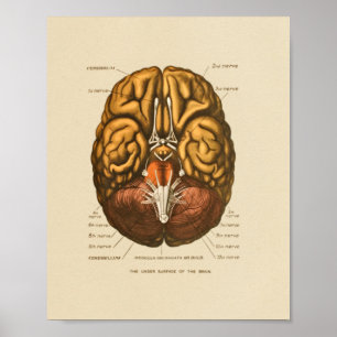 Anatomieposter des menschlichen Gehirns und der Hi Poster