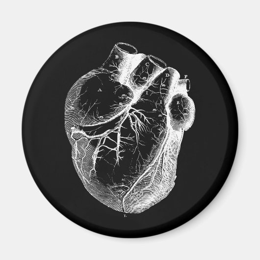 Anatomisch korrektes Herz Magnet (Vorne)