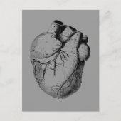 Anatomisch korrektes Herz Postkarte (Vorderseite)