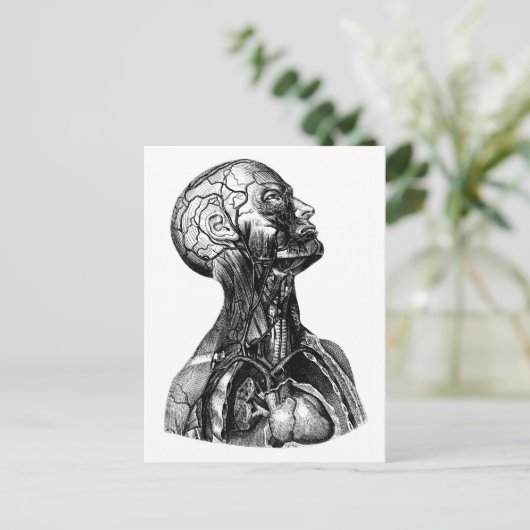 Anatomisch Zeichnend Torso Postkarte (Stehend Vorderseite)