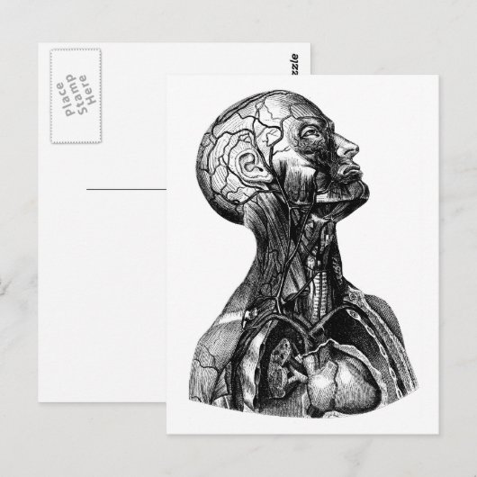 Anatomisch Zeichnend Torso Postkarte (Vorne/Hinten)
