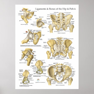 Anatomische Abbildung der Knochen angesagt und Pel Poster