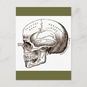 Anatomische Anatomie Anatomischer Schädel Postkarte