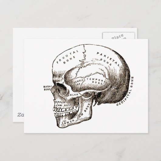 Anatomische Anatomie Anatomischer Schädel Postkarte (Vorne/Hinten)