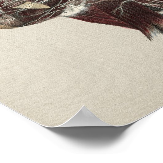 Anatomische Anatomie Vintag Poster (Ecke)