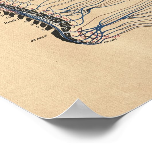 Anatomische Anatomie Vintag Poster (Ecke)