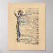 Anatomische Anatomie Vintag Poster (Vorne)