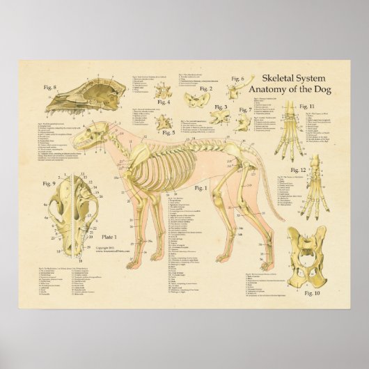 Anatomische Darstellung der Knochen des Hundes Poster (Vorne)