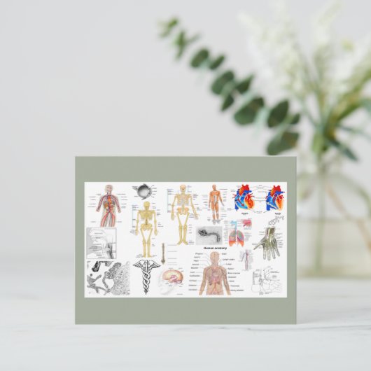 Anatomische Diagramme Postkarte (Stehend Vorderseite)