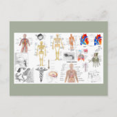 Anatomische Diagramme Postkarte (Vorderseite)