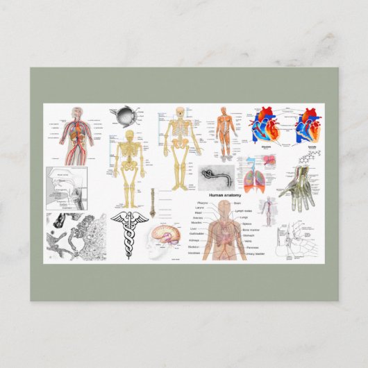 Anatomische Diagramme Postkarte (Vorderseite)