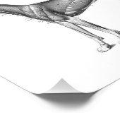 Anatomische Druckmuskeln B/W Fotodruck (Ecke)